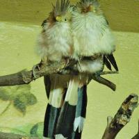 guira, Magdalena