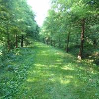 , fazi