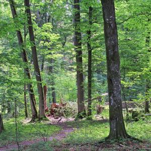 Puszcza Białowieska