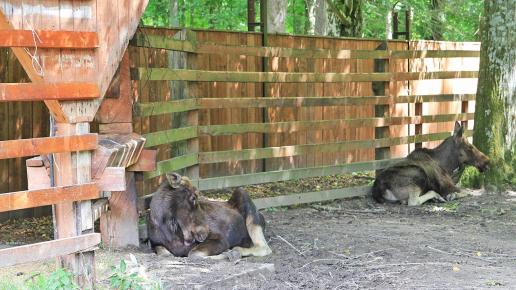 Białowieża