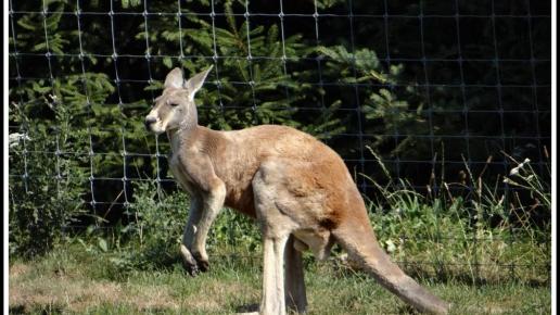 Kangur z ZOO Safari, Marcin_Henioo