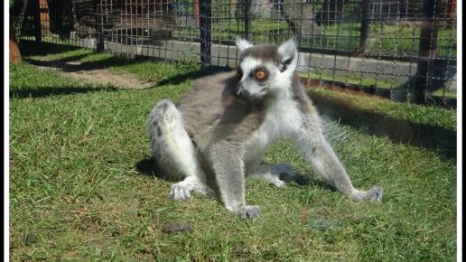 Lemur z ZOO Safari, Marcin_Henioo