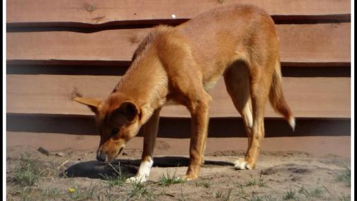 Pies Dingo z ZOO Safari, Marcin_Henioo