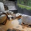 Muzeum Podziemi Rynku Krakowskiego, Lucy i Tom