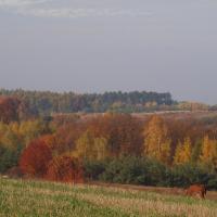 Okolice Siedlca, Tadeusz Walkowicz