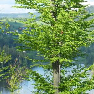 Park Krajobrazowy Beskidu Śląskiego