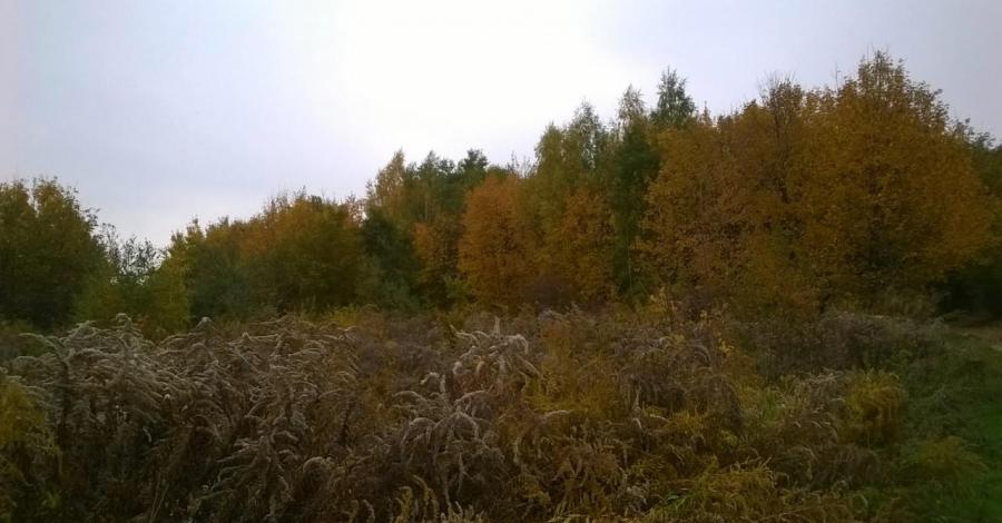 Jesienny spacer po Lasku Wolskim w Krakowie - zdjęcie