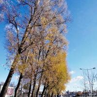 8 listopad ścieżka rowerowa na ulicy Sobieskiego , Magdalena