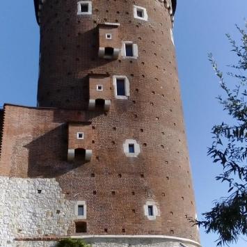 , szylana
