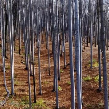 Piękny las w drodze na skocznie A.Małysza, szylana