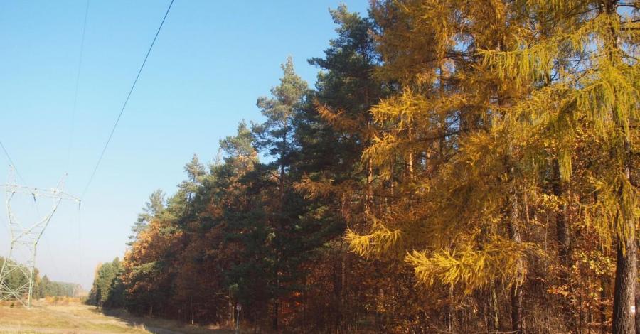 Kręciwilk - Olsztyn - Częstochowa - zdjęcie