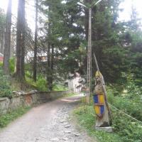 , violus