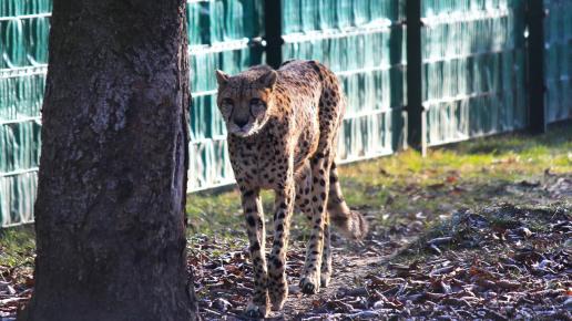 gepard