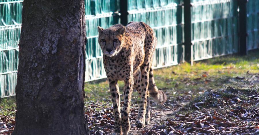 Zimowe Zoo w Chorzowie - zdjęcie