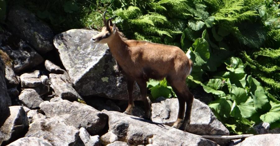 Wakacje 2015 - IV dzień (Tatry - Dolina Pięciu Stawów, Morskie Oko) - zdjęcie