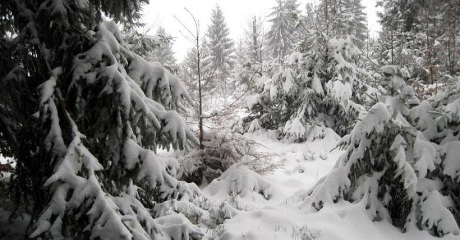 Beskid Śląski: Szosów Wielki (zimą). - zdjęcie