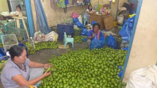 Tagbilaran mango, Dariusz ( Neronek ) Metel