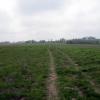 szlak żółty (Kalinów), Roman Świątkowski