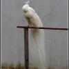 Ciechocinek - Park Zdrojowy, paw albinos, Marcin_Henioo