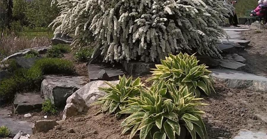 Arboretum Stradomia 2016 - zdjęcie