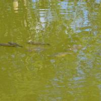 gorąco i karpiki łapią powietrze, Maciej A