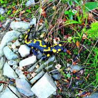 Salamandra plamiasta, Roman Świątkowski