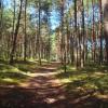 Lasy nad rzeką Tanew, Tadeusz Walkowicz