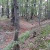 Stary Zamek, wienie