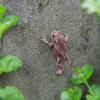 Dolinka Aleksandrowick