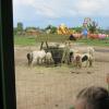 , marian