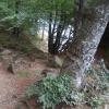 , mokunka