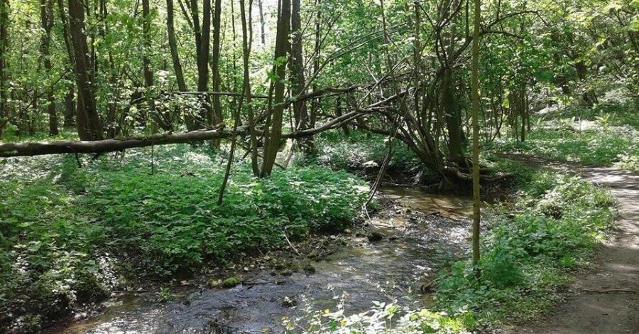 Dolina Kluczwody, Dolina Bolechowiecka, Jaskinia Mamucia - zdjęcie