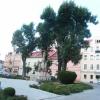 , mokunka