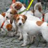 jack terrier