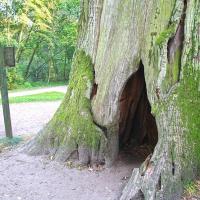 Dąb cysters w Rudach