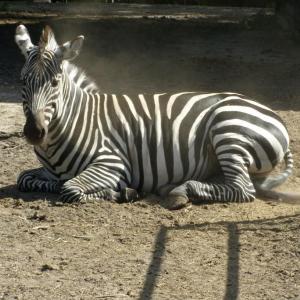 Zoo w Zamościu