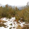 , Aragonit