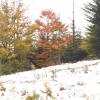 , Aragonit