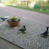 , Grazyna