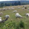 , Aragonit