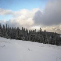 HalaJałowcowa, DoRi
