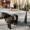 kucyk w parku zdrojowym, mokunka