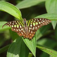 Motyl, Tadeusz Walkowicz