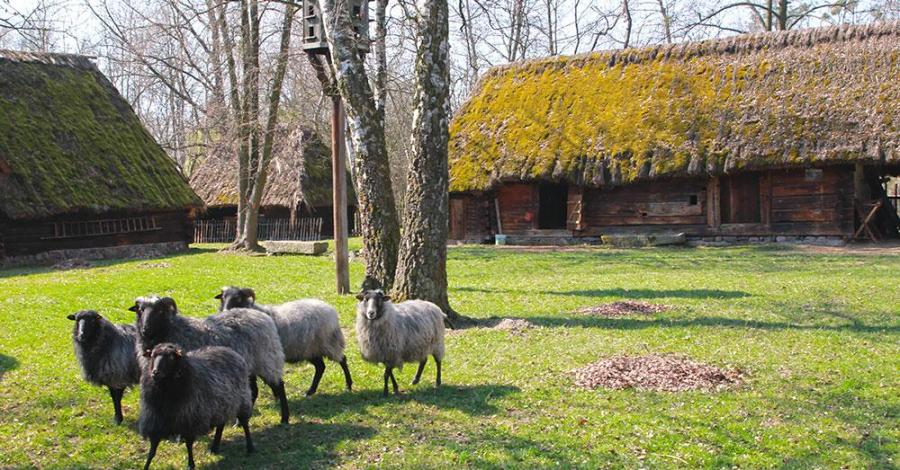 Opole, Muzeum Wsi Opolskiej i okolice - zdjęcie