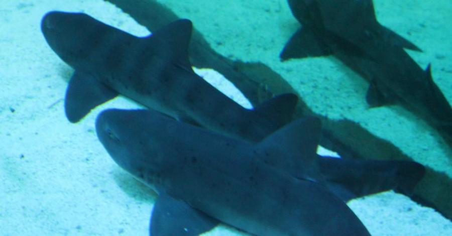 Oceanarium w Gdyni - zdjęcie