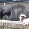 ZOO, Danusia