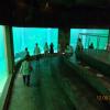 Afrykarium, Danusia