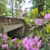 rododendrony
