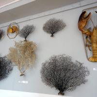 Muzeum Rybołówstwa Morskiego, Anja