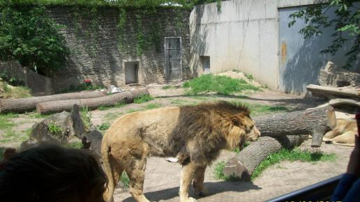 Zoo Kraków, mirosław